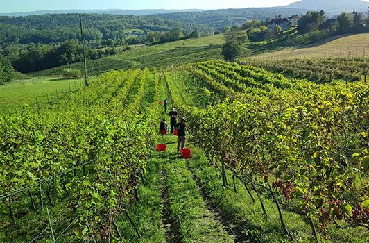 Winnica Leńcze w promieniach słońca